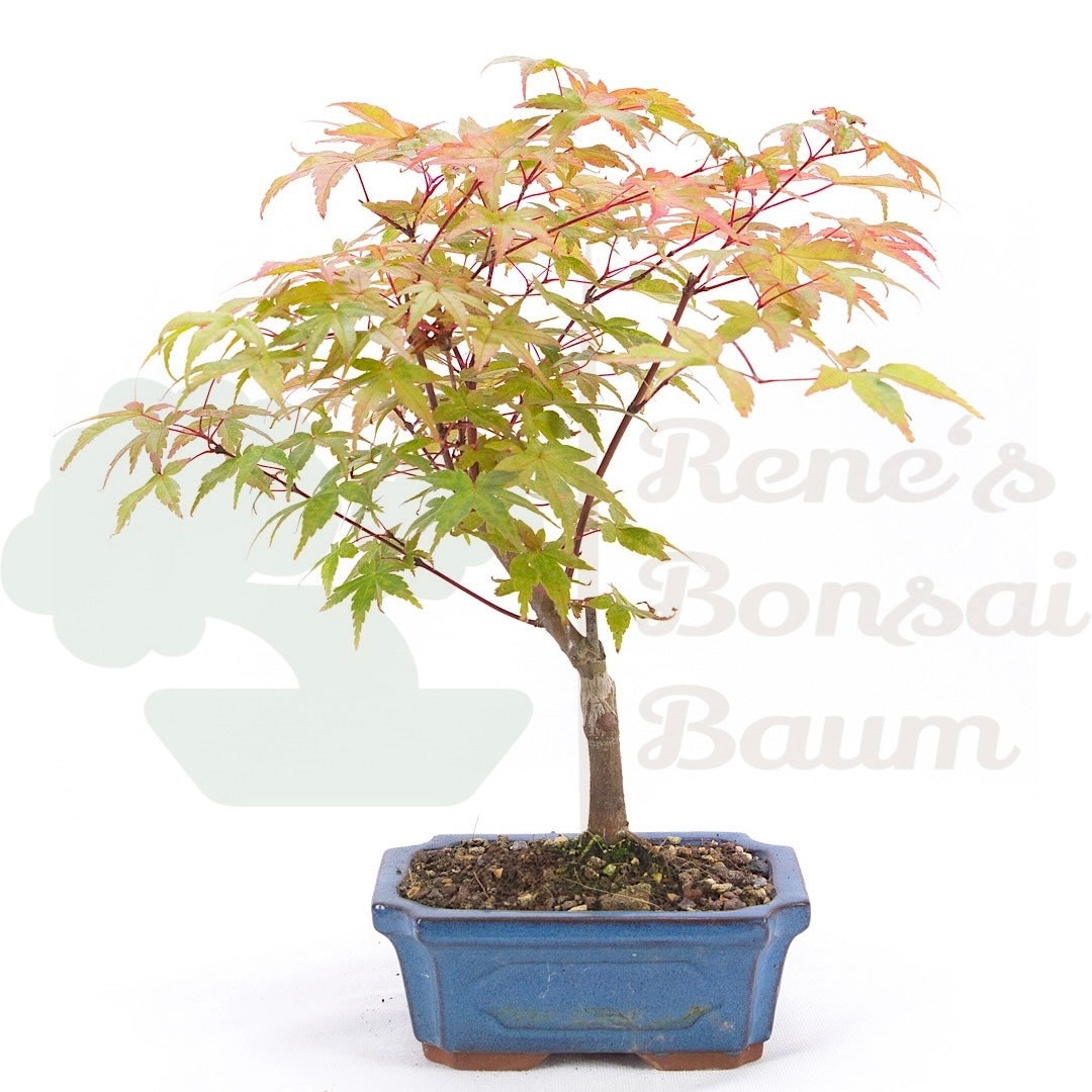 Fächer-Ahorn 'Acer palmatum 'Deshojo'
